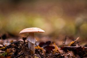 beiger Pilz zwischen den Blättern
