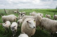 portrait of sheep van Umana Erikson thumbnail