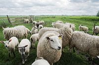 portrait of sheep