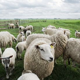Porträt eines Schafes von Umana Erikson
