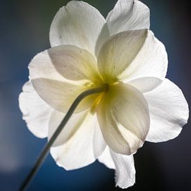 Bloem met tegenlicht | Bokeh | Wit | Blauw van Barbara Kempeneers