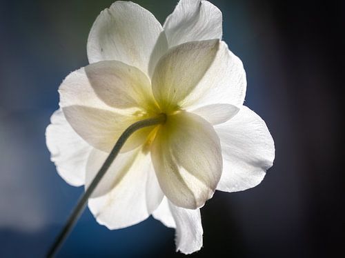 Blume mit Hintergrundbeleuchtung | Bokeh | Weiß | Blau