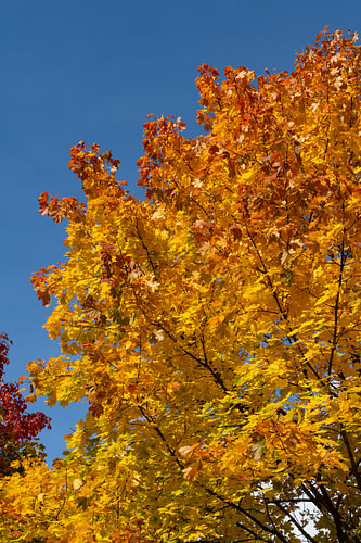 Golden autumn leaves against a blue sky