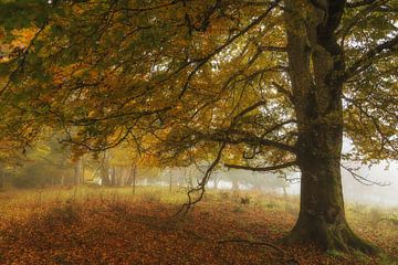 Autumn tree in the Stiegelesfels nature reserve near Fridingen in dense fog - Naturpark Obere Donau by BlattArt - Christine Horn