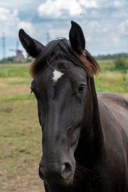 Close-up horse head - timeless beauty 2 by Kees Goethart