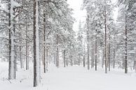 bomen in de sneeuw. lapland Finland van Robin van Maanen thumbnail