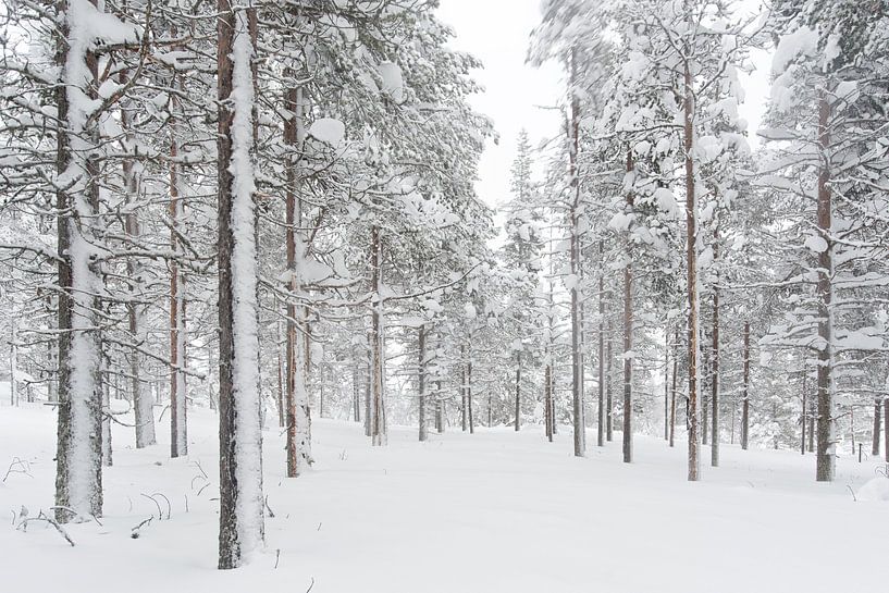 bomen in de sneeuw. lapland Finland van Robin van Maanen