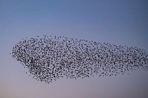 Spreeuwen wolk met vliegende vogels in de lucht tijdens zonsondergang van Sjoerd van der Wal Fotografie