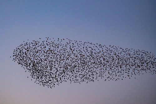 Spreeuwen wolk met vliegende vogels in de lucht tijdens zonsondergang
