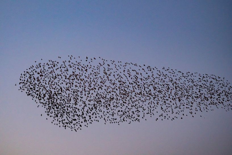 Starling murmuration with flying birds in the sky during sunset by Sjoerd van der Wal Photography