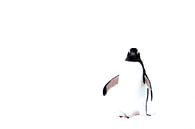 High key Foto von Eselspinguin Antartica von DievanFi Miniaturansicht