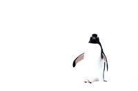 High key Foto von Eselspinguin Antartica