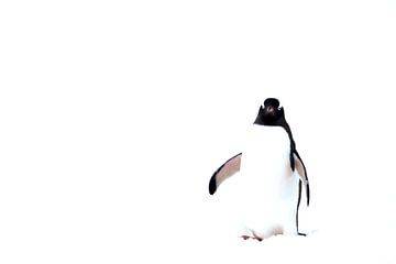 High key Foto van Gentoo pinguin Antartica van DievanFi