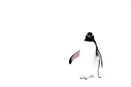 High key Foto van Gentoo pinguin Antartica van DievanFi