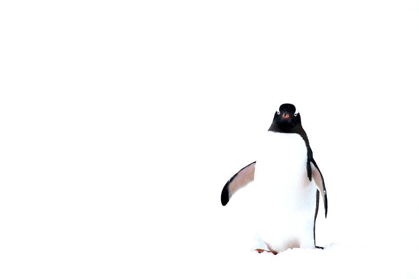High key Foto von Eselspinguin Antartica von DievanFi