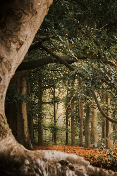 Koeler doorkijkje! van Rosetta Schiff