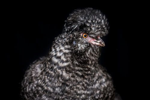 Portret kip, chicken portrait