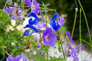 Bouquet d'été