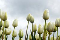 White Tulips