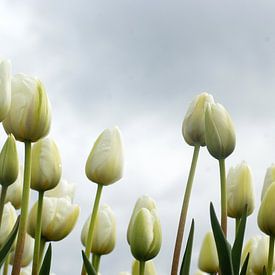 Weiße Tulpen von Gerda Venema