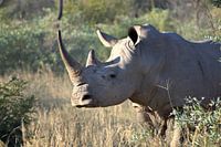 White Rhino