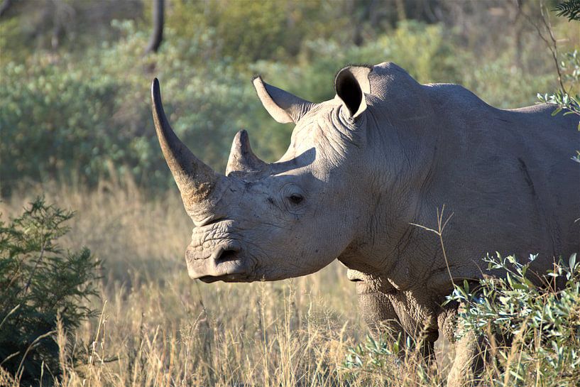 White Rhino by Amy Huibregtse