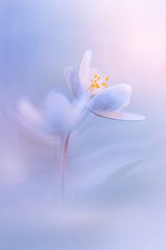 A fresh spring moment...