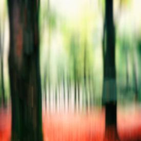 Im Buchenwald (II) von André Blom Fotografie Utrecht