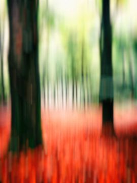Dans la forêt de hêtres (II) sur André Blom Fotografie Utrecht
