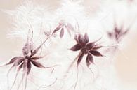 Botanical art (zaadpluizen van de Clematis) van Birgitte Bergman thumbnail