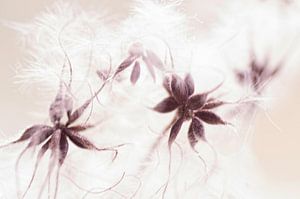 Botanische Kunst (Samenkapseln der Clematis)