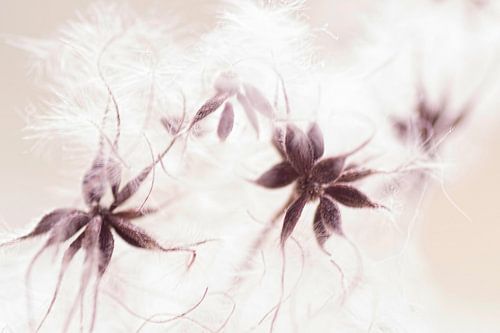 Botanical art (seed pods of the Clematis) by Birgitte Bergman