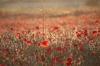 Poppies at sunset