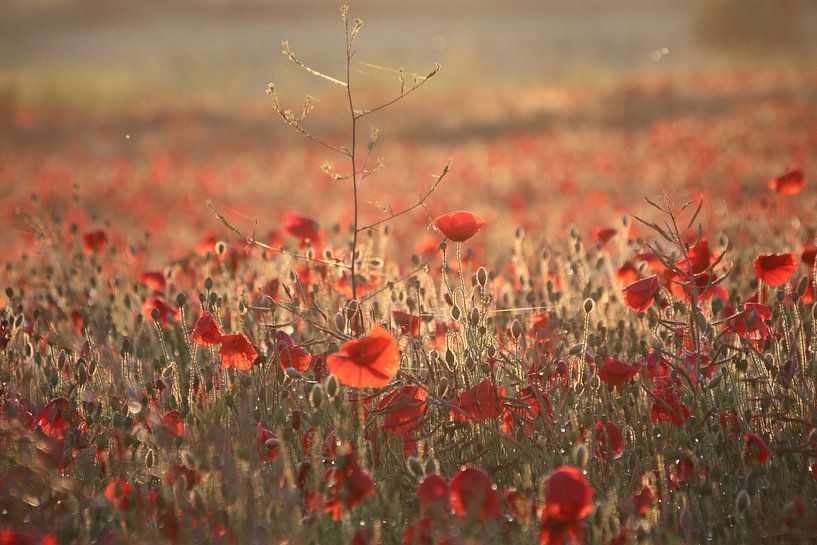 Poppies at sunset by matthijs iseger