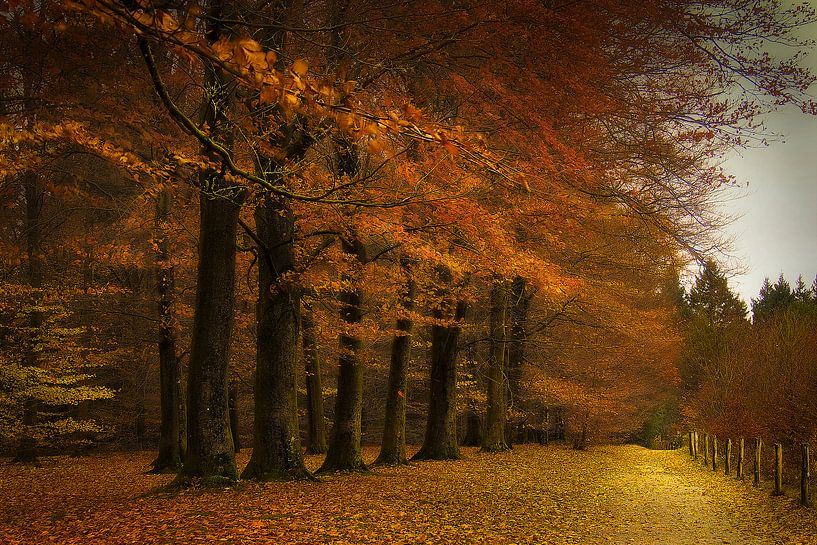 A wall of trees by Elly Besselink