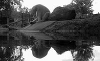 Bear in the mirror