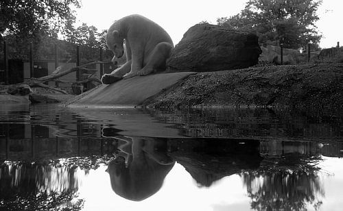 Bear in the mirror