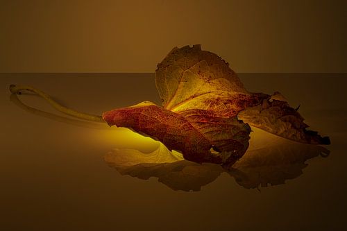 Herfst blad warme gloed