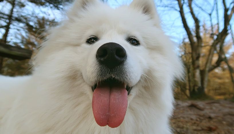 Samoyed by Bo Valentino
