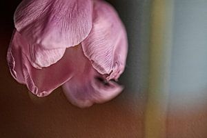 Frühlingsbote in pink