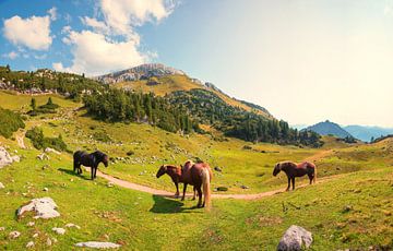 Zuid-Duitse trekpaarden op de bergweide van SusaZoom
