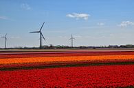 Bollenvelden met windmolens op de achtergrond. van Corine Dekker thumbnail