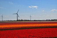 Bollenvelden met windmolens op de achtergrond.