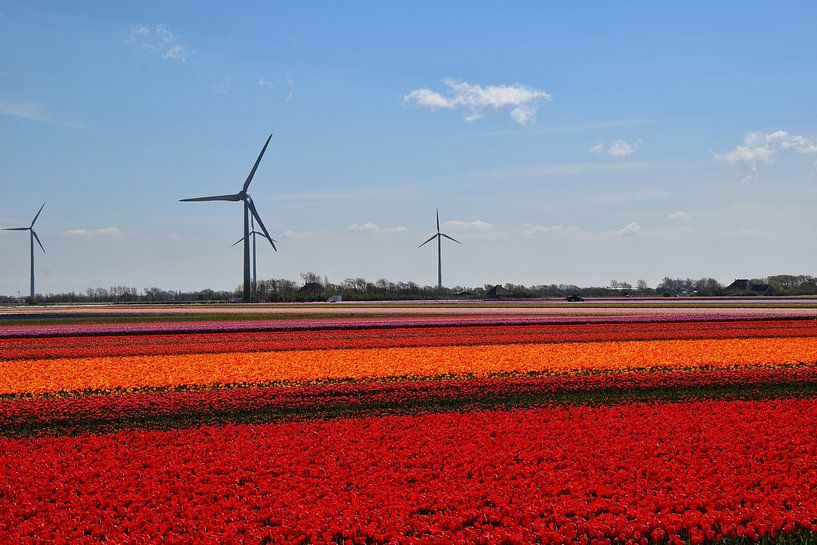 Bollenvelden met windmolens op de achtergrond. van Corine Dekker
