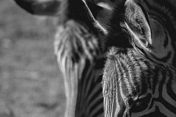 Zebra | fine-art | streifen | schwarz-weiß von Femke Ketelaar