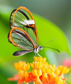 Macro of a tropical glasswing butterfly by ManfredFotos