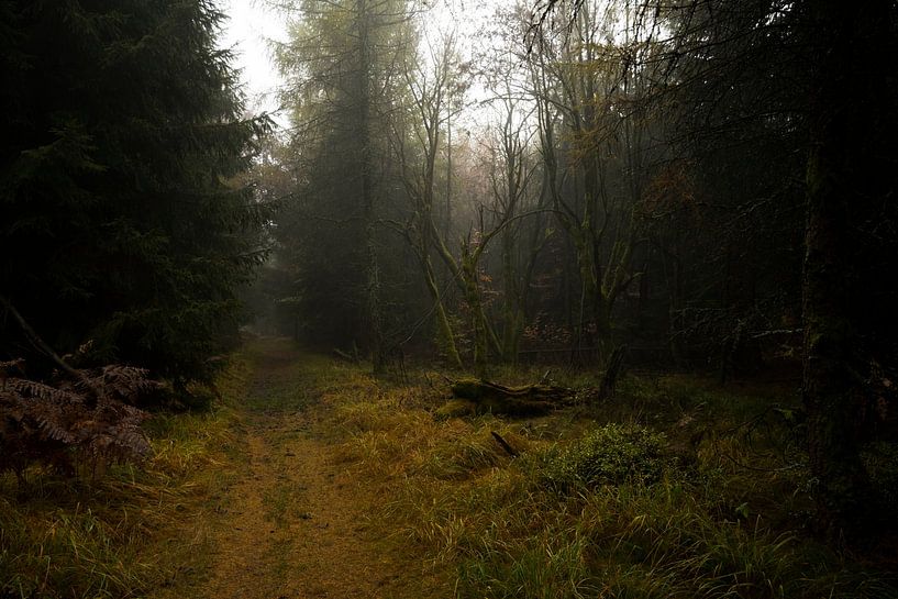 Forêt d'automne mystique 2 par Holger W. Spieker