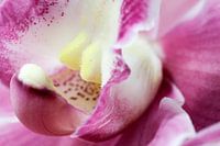Pink Cymbid