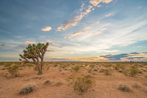 Un désert coloré sur Robert de Boer