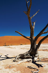 Dead Vlei Namib